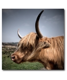 Highlandaise (tr�s au nord-ouest de Mont-de-Marsan)