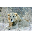 le merveilleux ... si pr�s, si libre (gujarat) 